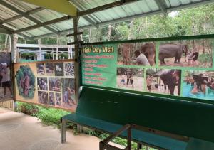 Real Elephant Sanctuary & Swimming 